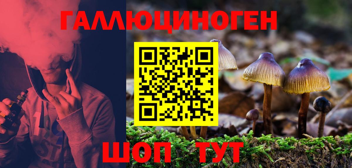 Галлюциногенные грибы Psilocybe Туапсе